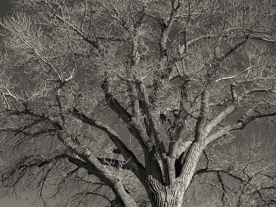 Black And White Photograph - Tree of Life by Scott McGuire