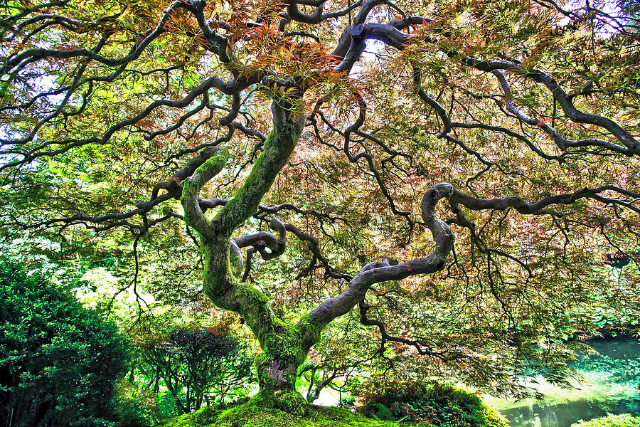 Tree of Life Photograph by Steve McKinzie