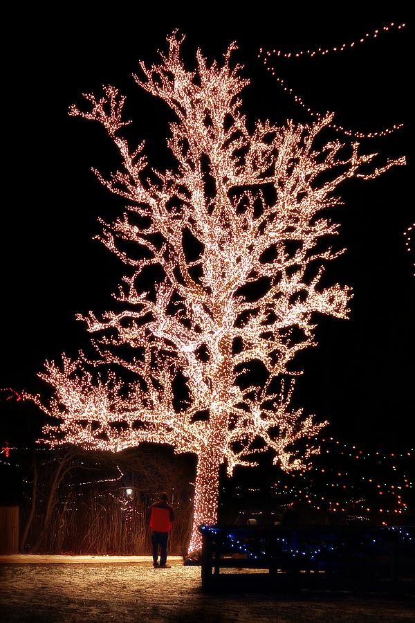 Tree of Light Photograph by Scott Hovind