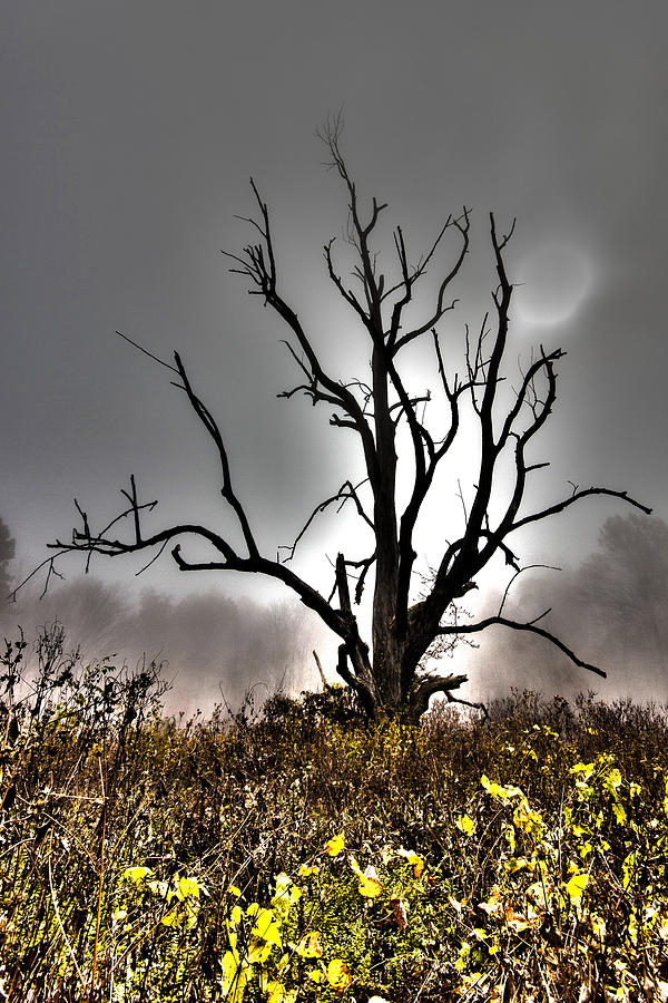 Tree of Mystery Photograph by Alan Raasch