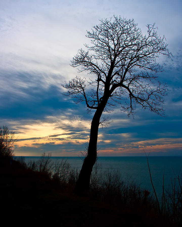Tree of Peace Photograph by Scott Wood