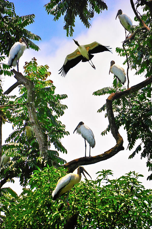 Tree of Storks  Photograph by Harry Spitz