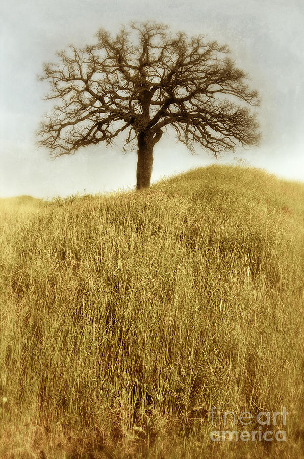 Tree on a Hill Photograph by Jill Battaglia