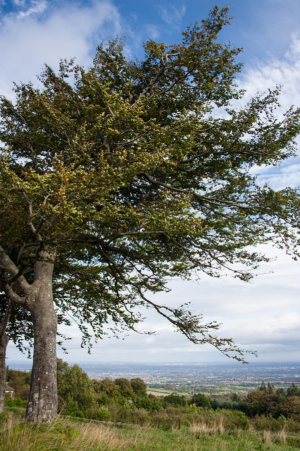 Tree on a Hillside Photograph by Semmick Photo