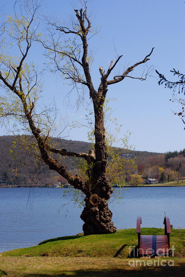 Tree on Lake Photograph by Andrea Simon