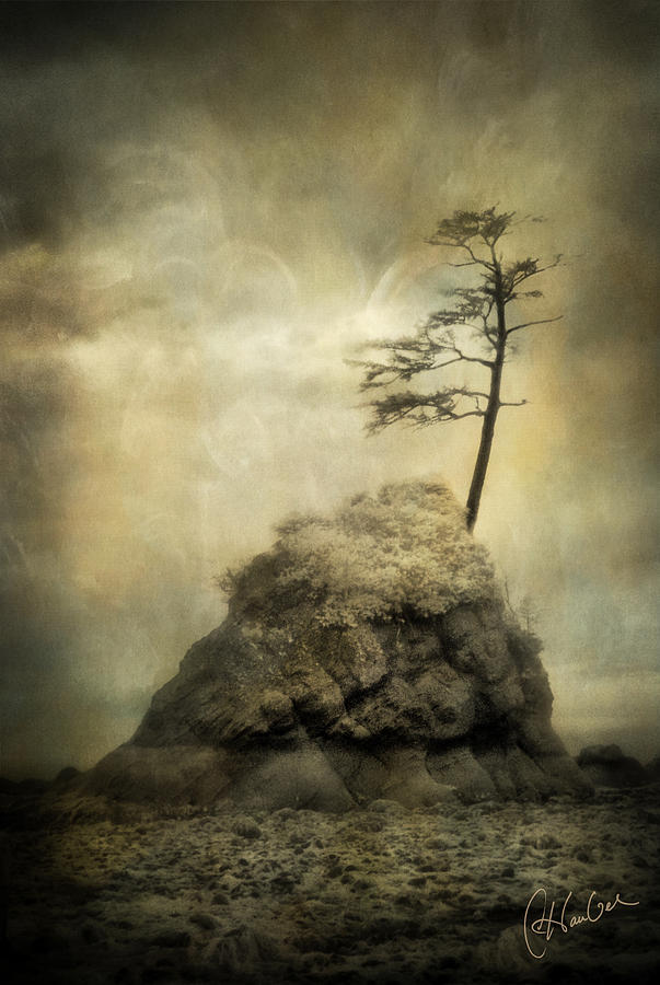 Tree on Rock Photograph by Christine Hauber
