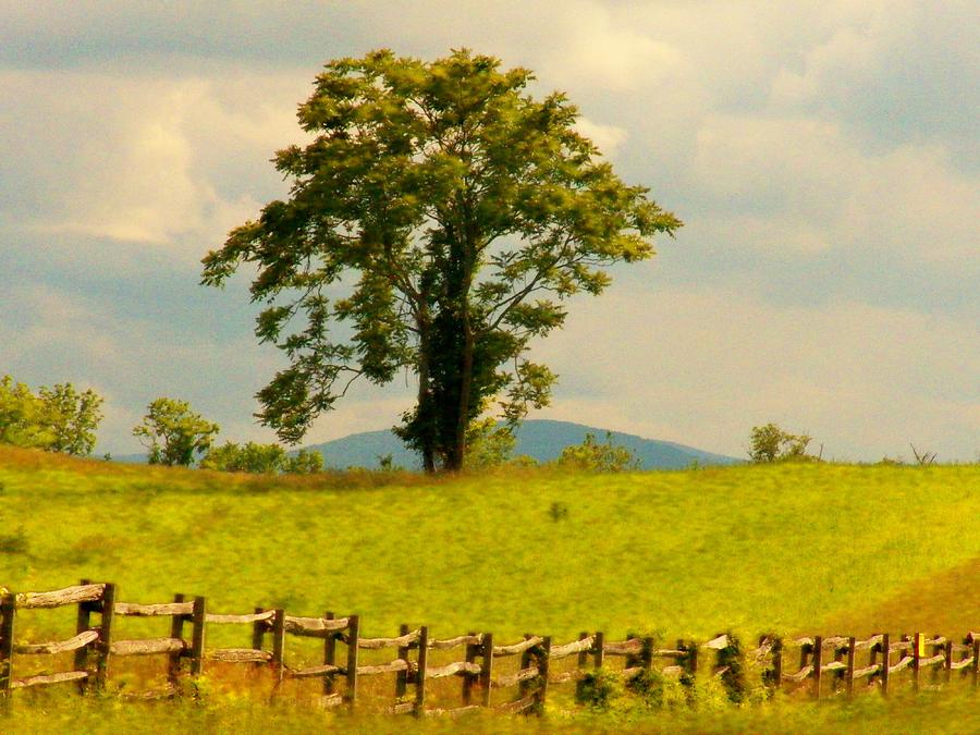 Tree on the Hill Photograph by Joyce Kimble Smith