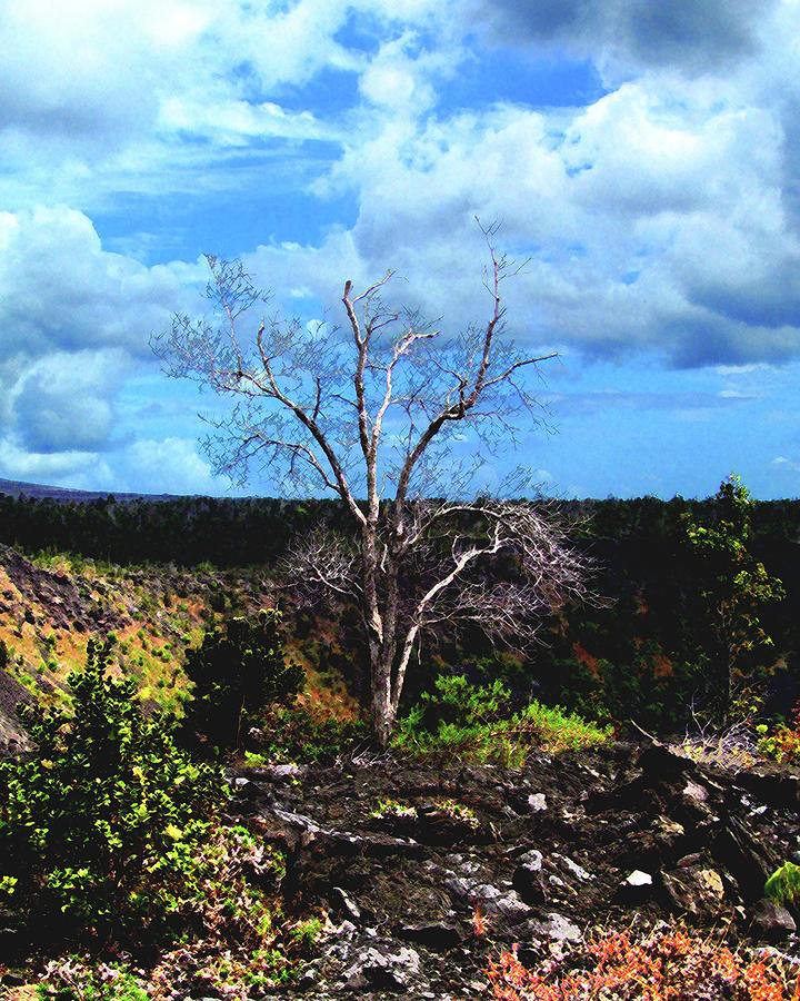 Tree on the Rim Photograph by Timothy Bulone