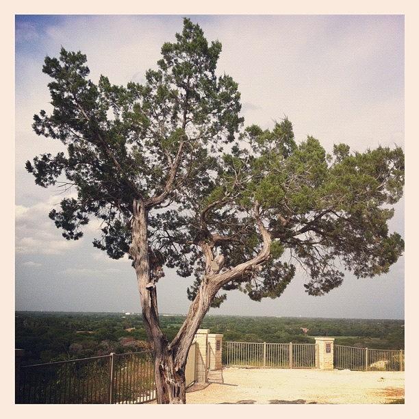 Waco Photograph - Tree On Top by Kristina Parker