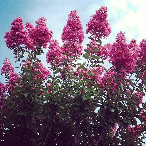 Flower Photograph - Tree Outside Of Dollar Tree #instagram by Amanda Howell