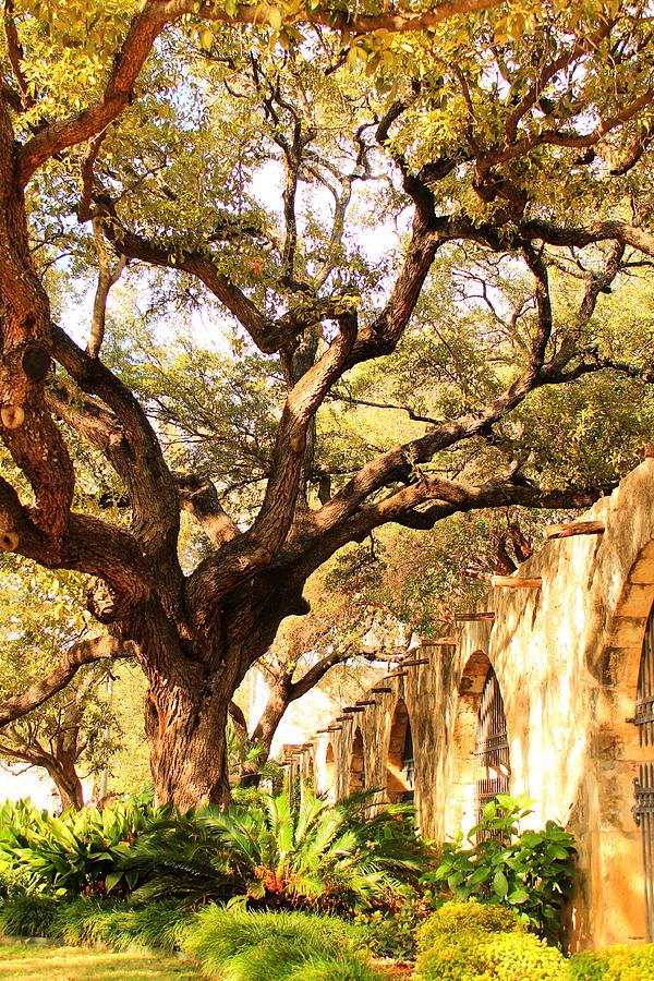San Antonio Photograph - Tree Over Alamo Gardens II by Sarah Broadmeadow-Thomas