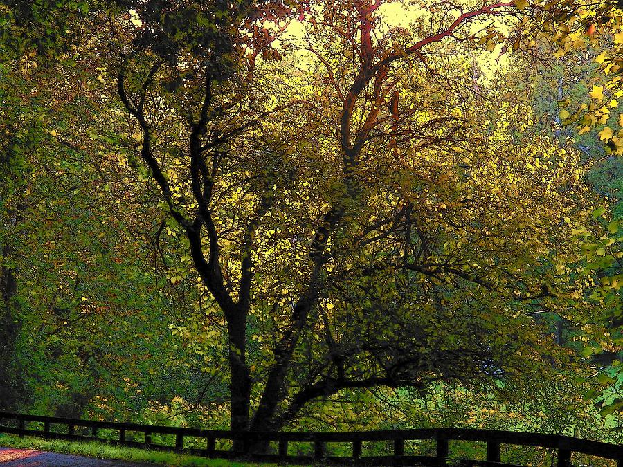 Tree Over Fence Photograph by Joyce Kimble Smith