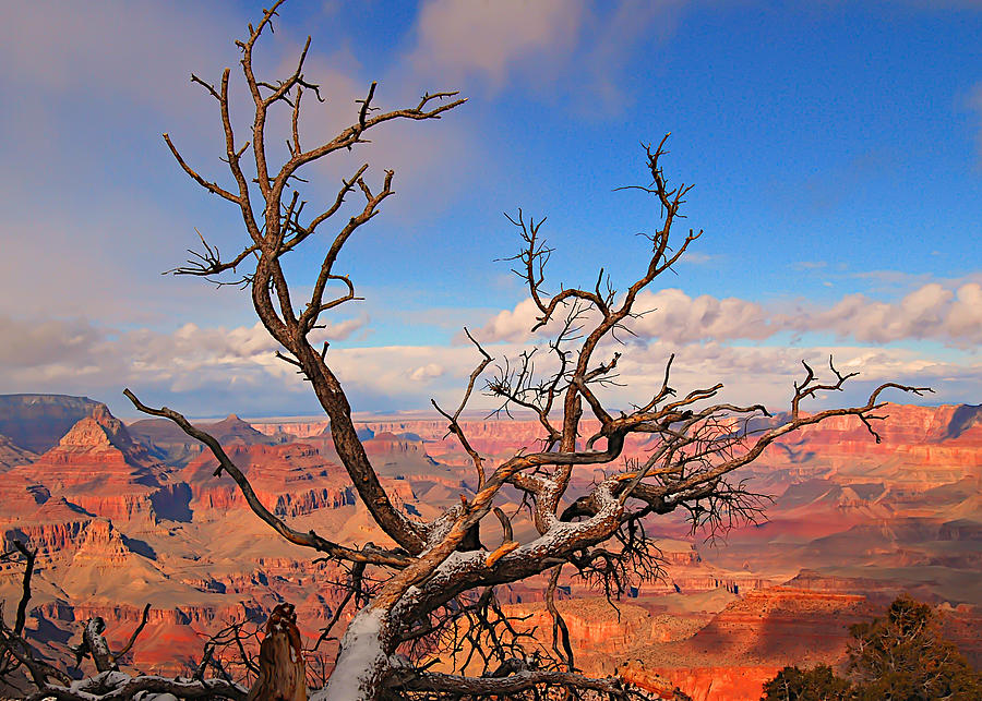 Tree over Grand Canyon Photograph by Greg Wyatt