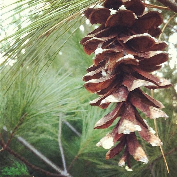 Winter Photograph - #tree #pine #cone #winter #fall #green by Jenni Munoz