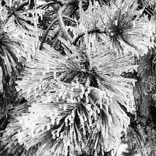 Winter Photograph - #tree #pine #ice #winter #needles by Kendra Lipscomb