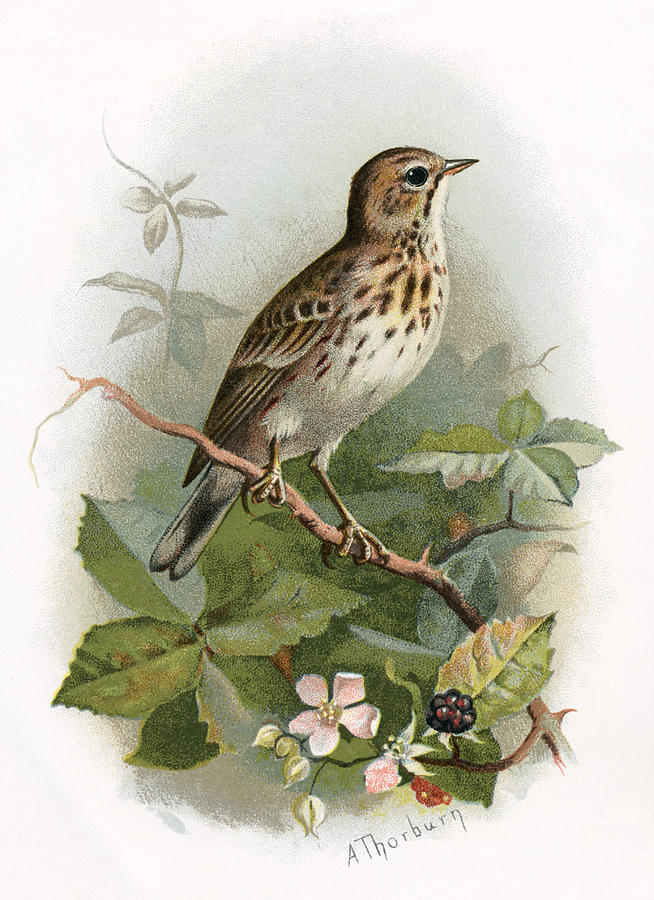 Tree Pipit, Historical Artwork Photograph by Sheila Terry - Fine Art ...