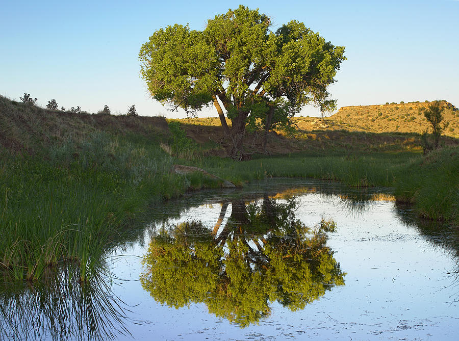 Tree Reflecting In Creek Near Black Photograph by Tim Fitzharris