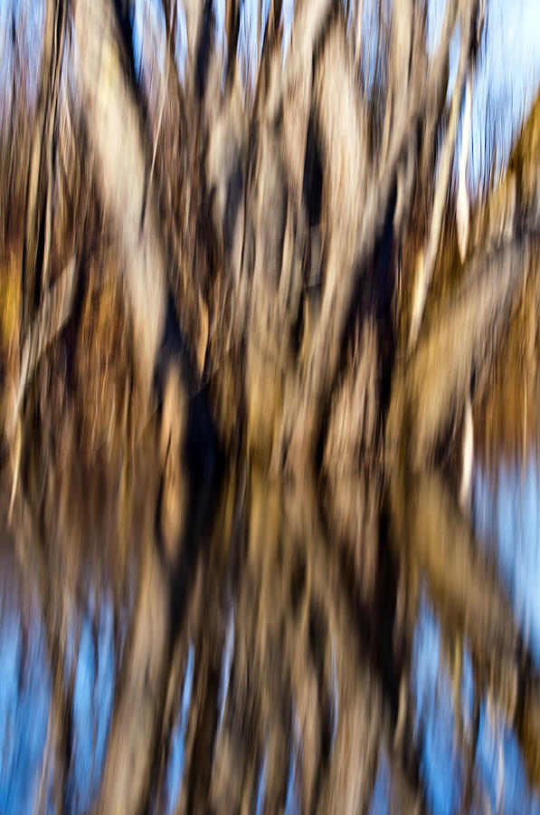 Tree Reflection Abstract Photograph by Glenn Gordon