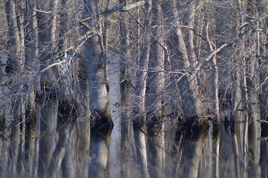Tree Reflection Abstract Photograph by Kathy Clark