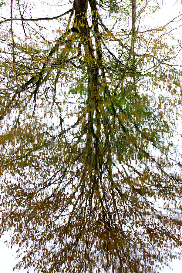 Tree Reflection Photograph by Kim Galluzzo Wozniak