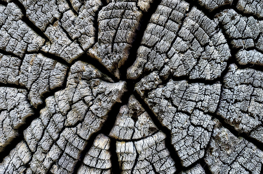 Tree Ring Cracks Photograph by Steve Hurt