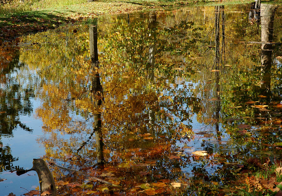 City Photograph - Tree River Reflections by LeeAnn McLaneGoetz McLaneGoetzStudioLLCcom