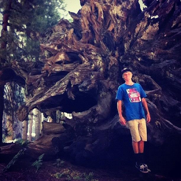 Nature Photograph - Tree Root #tree #sequoia #national by Tyler Rice