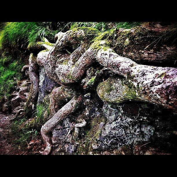 Tree Photograph - Tree Roots At Aira Force #treeroots by Mark  Thornton
