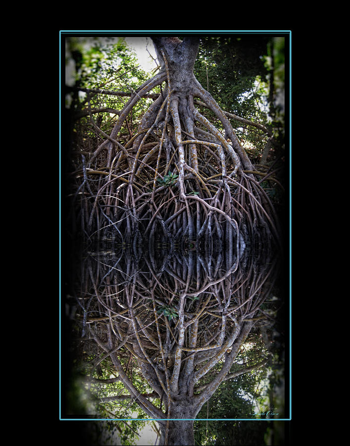 Tree roots extended Photograph by Linda Olsen
