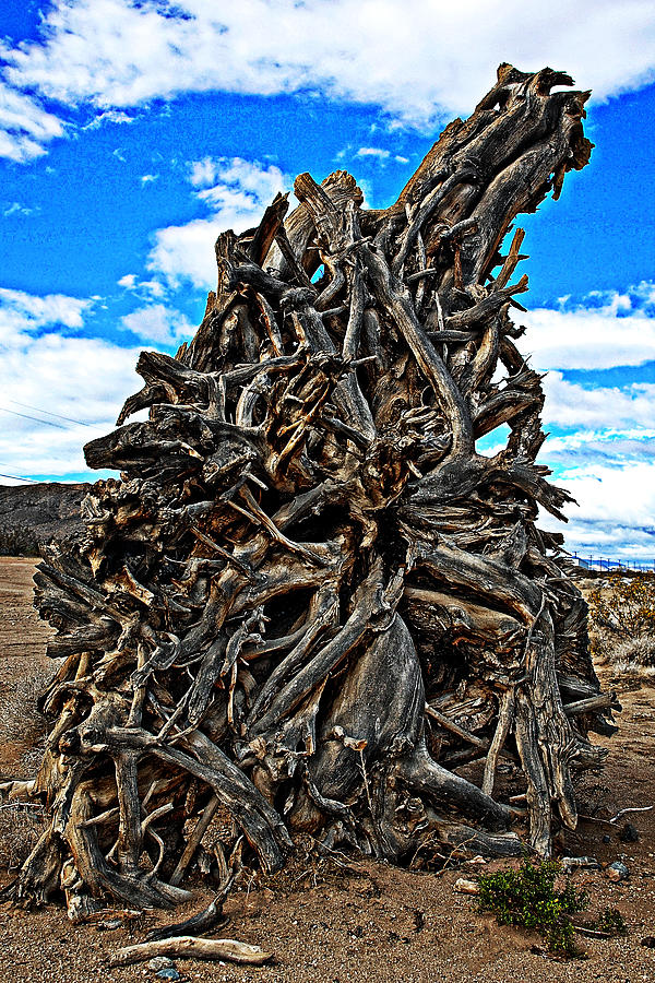 Tree roots Photograph by John Bennett