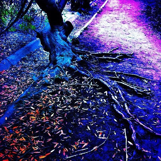Tree Roots Surrounded By Fallen Leaves Photograph by Selina P
