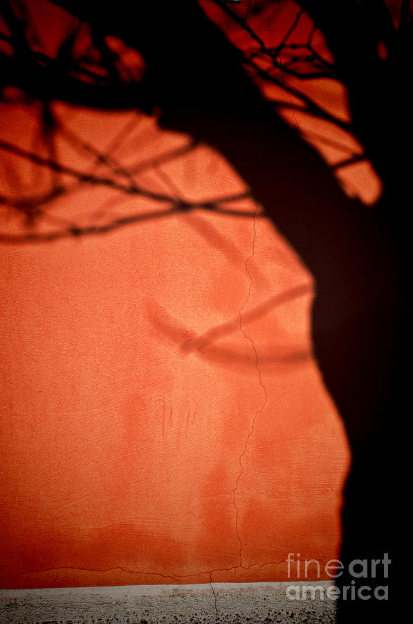 Tree shadow Photograph by Silvia Ganora