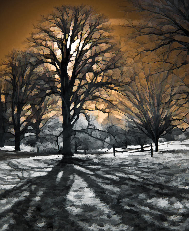 Tree Shadow Photograph by Steve Zimic