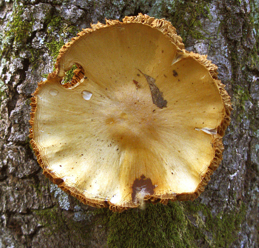 Tree Shroom Photograph by Frank Winters