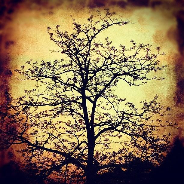 Tree Photograph - Tree Silhouette by Claudia Schieve