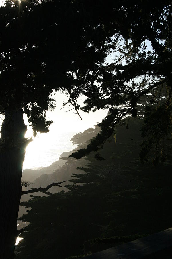 Tree Silhouette Photograph