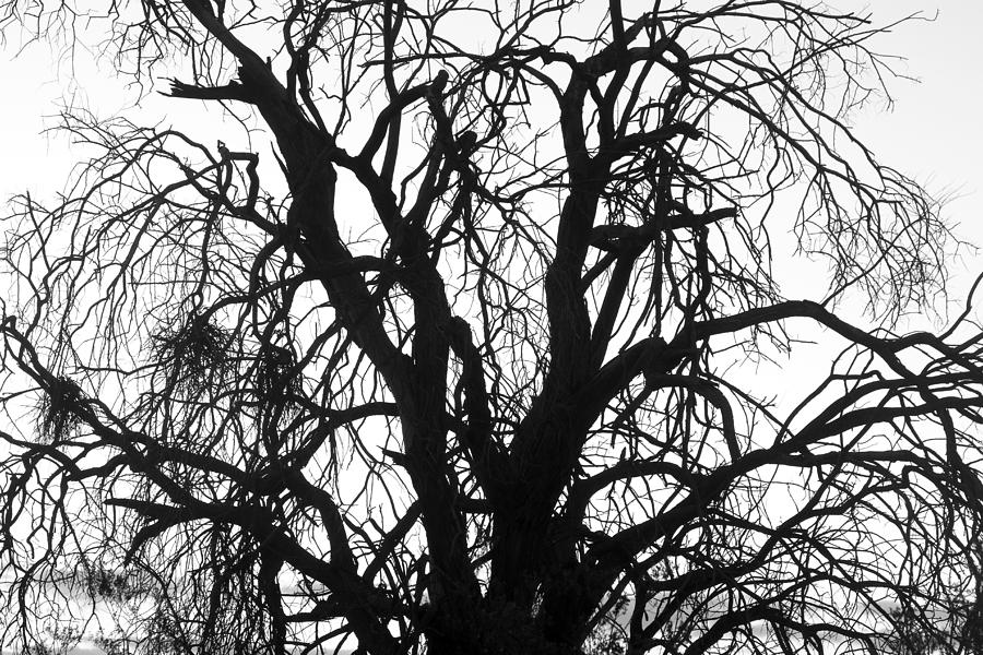 Tree Photograph - Tree Silhouette by James BO Insogna