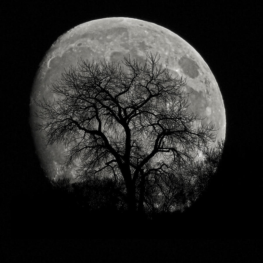 Tree Silhouette on Moon Photograph by Ernest Echols