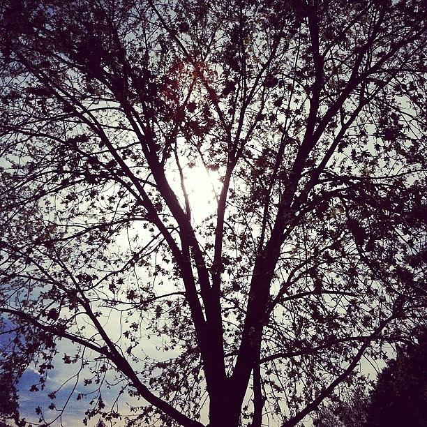 Cool Photograph - Tree Silhouette by Sara Lovelace