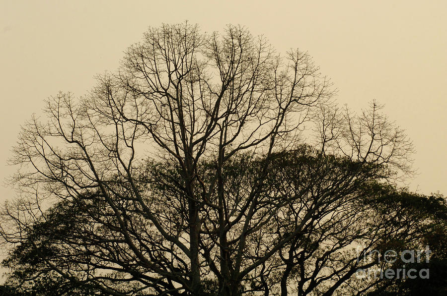 Tree Silouette Laos Photograph by Bob Christopher