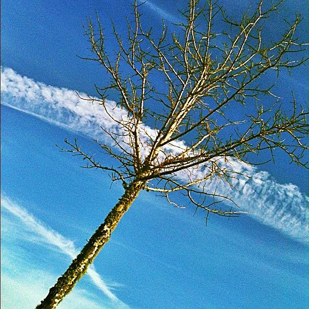 Tree Photograph - #tree #sky #skylovers #skysnappers by Seth Stringer