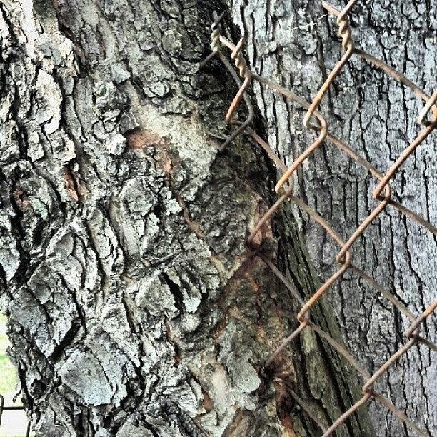 Tree Slowly Devouring Chain Link Fence Photograph by Reid Nelson