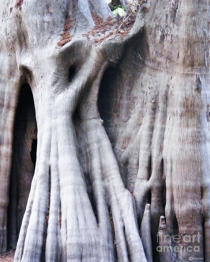 Tree Spirits Digital Art by Lizi Beard-Ward