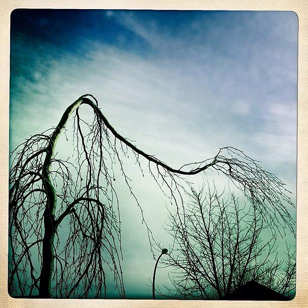 Spring Photograph - #tree #spring #hipstamatic #sky #0 by Kee Yen Yeo