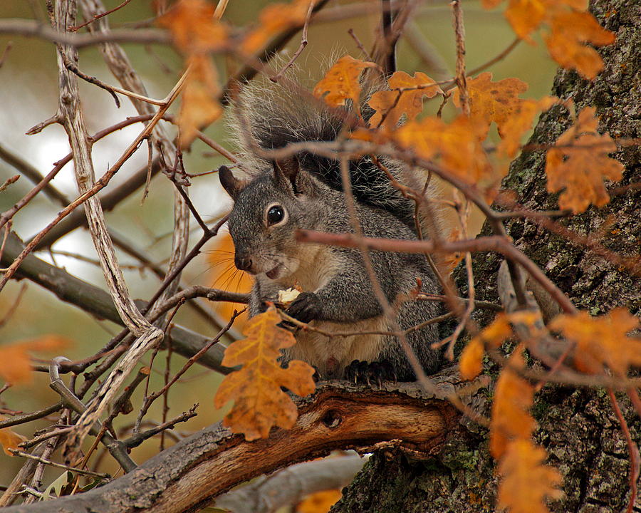Tree Squirrel Photograph by Stephen Dennstedt