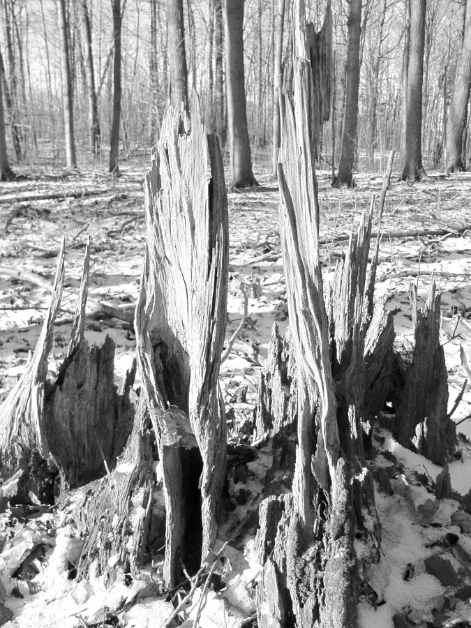 Tree Stump 1 Photograph by Douglas Pike