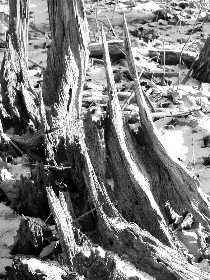 Tree Stump 2 Photograph by Douglas Pike