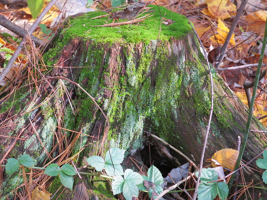Tree Stump and Moss Photograph by Loretta Pokorny