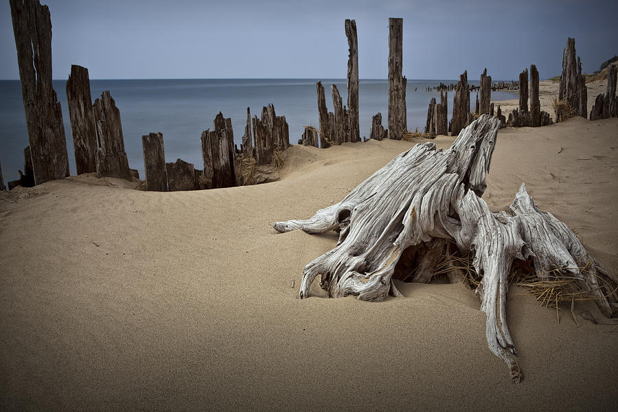 Landscape Photograph - Tree Stump on the Beach at Kirk Park by Randall Nyhof