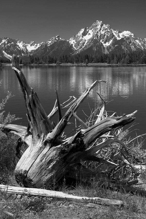 Tree Stump on the shore of Lewis Lake at Yellowstone Photograph by Randall Nyhof